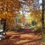 pressebild_wildkraeuterwanderung_eichental_c-markt_prien_a._chiemsee.jpg